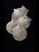 Yellow Butterfly Shell Mermaid Dish