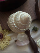 Mother-of-Pearl Top Shell Ornament
