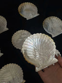 Yellow Butterfly Shell Mermaid Dish