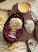 Mother-of-Pearl Top Shell Ornament