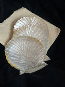 Yellow Butterfly Shell Mermaid Dish