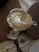 Mother-of-Pearl Top Shell Ornament