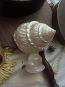 Mother-of-Pearl Top Shell Ornament