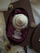 Mother-of-Pearl Top Shell Ornament